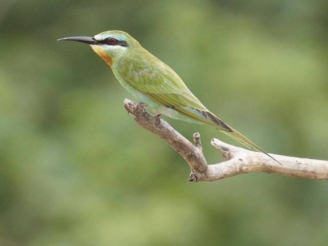 Bee - eater de mejillas azules.
